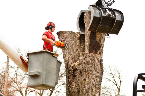 Best Tree Health Inspection  in Battle Creek, MI